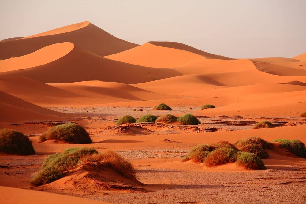 Camel caravan moving over massive sand dunes in the Sahara
